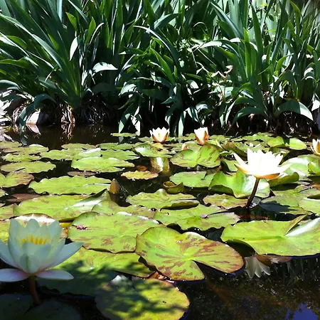 דירה Basanija 7149c סבודרייה